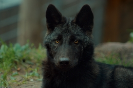 Pup3m10LueneburgKati_Bo-10