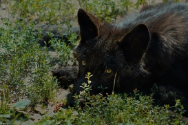 Pup3m10LueneburgKati_Bo-14