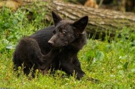 Pup3m14GelsenkirchenKati_Deva-03