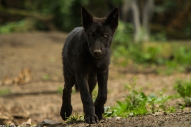 Pup3m14GelsenkirchenKati_Deva-06