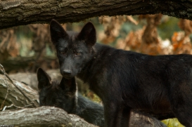 Pup3m14GelsenkirchenKati_Deva-08