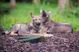 Pup3m1707Lueneburg-BineG_All-08