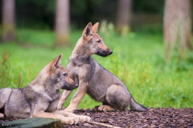 Pup3m1707Lueneburg-BineG_All-09