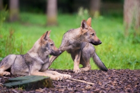 Pup3m1707Lueneburg-BineG_All-10