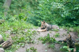 Pup3m1707Lueneburg-BineG_All-11