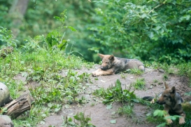 Pup3m1707Lueneburg-BineG_All-12