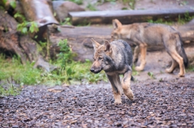 Pup3m1707Lueneburg-BineG_Kolja-03