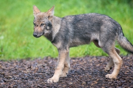 Pup3m1707Lueneburg-BineG_Kolja-04