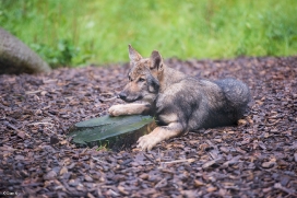 Pup3m1707Lueneburg-BineG_Kolja-05