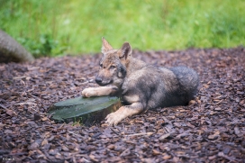 Pup3m1707Lueneburg-BineG_Kolja-06
