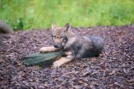Pup3m1707Lueneburg-BineG_Kolja-07