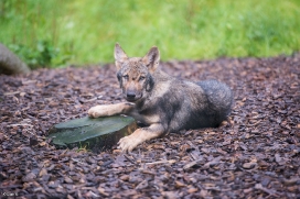 Pup3m1707Lueneburg-BineG_Kolja-08