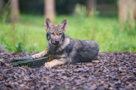 Pup3m1707Lueneburg-BineG_Kolja-09
