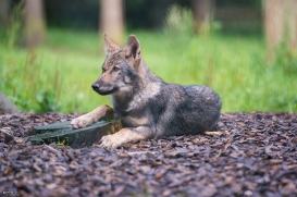 Pup3m1707Lueneburg-BineG_Kolja-10