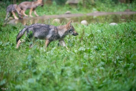 Pup3m1707Lueneburg-BineG_Kolja-11