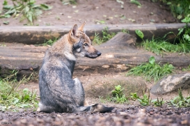 Pup3m1707Lueneburg-BineG_Kolja-13
