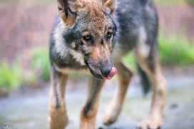Pup3m1707Lueneburg-BineG_Kolja-14
