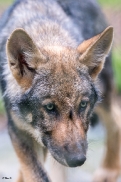 Pup3m1707Lueneburg-BineG_Kolja-15