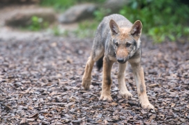 Pup3m1707Lueneburg-BineG_Mischa-01