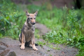 Pup3m1707Lueneburg-BineG_Mischa-02