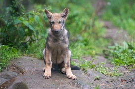 Pup3m1707Lueneburg-BineG_Mischa-03