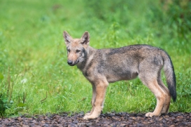 Pup3m1707Lueneburg-BineG_Mischa-04
