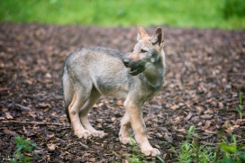 Pup3m1707Lueneburg-BineG_Mischa-05