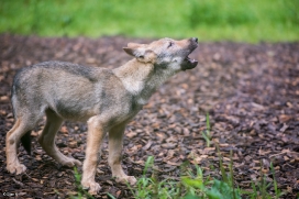 Pup3m1707Lueneburg-BineG_Mischa-06