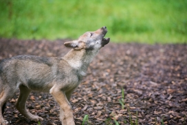 Pup3m1707Lueneburg-BineG_Mischa-07