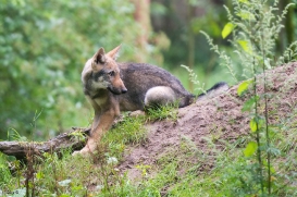 Pup3m1707Lueneburg-BineG_Petja-01