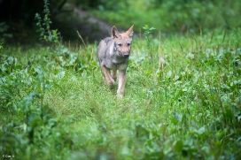 Pup3m1707Lueneburg-BineG_Petja-03