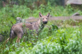 Pup3m1707Lueneburg-BineG_Vasja-02