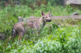 Pup3m1707Lueneburg-BineG_Vasja-03