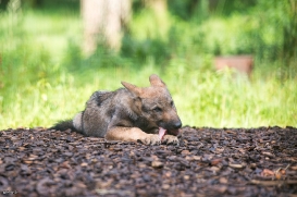 Pup3m1707Lueneburg-BineG_Vasja-05