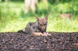 Pup3m1707Lueneburg-BineG_Vasja-06