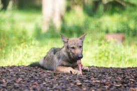 Pup3m1707Lueneburg-BineG_Vasja-07