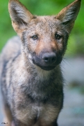 Pup3m1707Lueneburg-BineG_Vasja-08