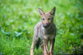 Pup3m1707Lueneburg-BineG_Vasja-09