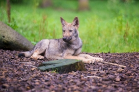 Pup3m1707Lueneburg-BineG_Vasja-11