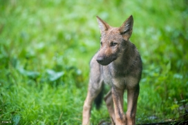 Pup3m1707Lueneburg-BineG_Vasja-12