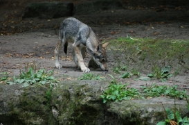 Pup3m10TierparkBerlinBineG_Pup-01