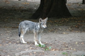 Pup3m10TierparkBerlinBineG_Pup-02