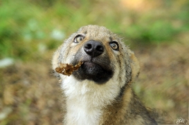Pup3m12AuheimSas_Hagen-01
