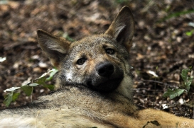 Pup3m12AuheimSas_Hagen-03