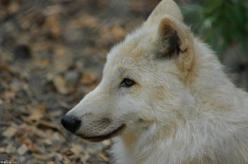Pup3m10LueneburgKati_Naa-01