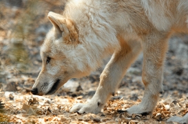 Pup3m10LueneburgKati_Naa-02