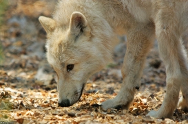 Pup3m10LueneburgKati_Naa-03