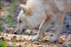 Pup3m10LueneburgKati_Naa-04