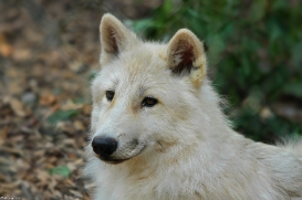 Pup3m10LueneburgKati_Naa-05