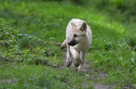Pup3m12SpringeBineG_Pup-01